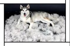 毛質(zhì)差、過度脫毛？華興重磅推出犬美毛處方糧